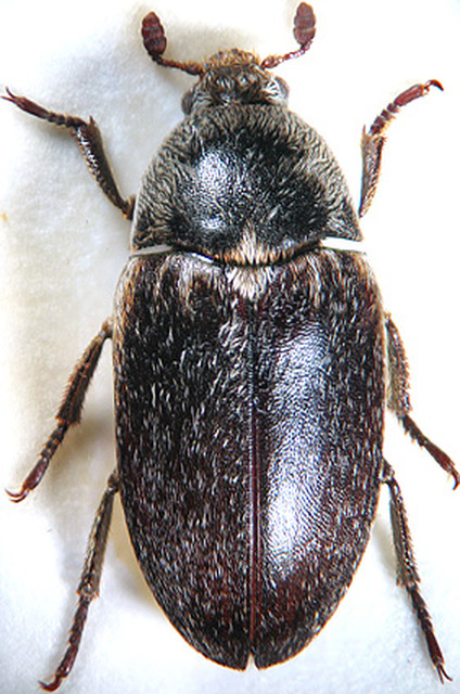 Dermestes frischii - nyakszegélyes porva Dermestes frischii - nyakszegélyes porva