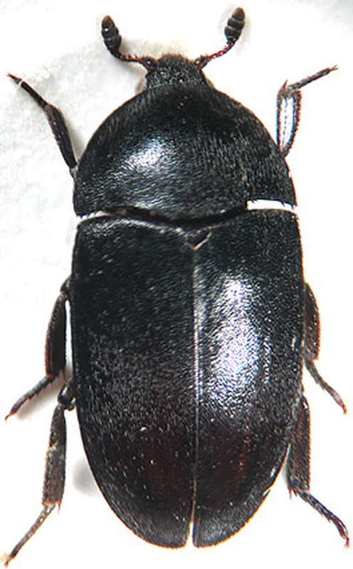 Dermestes fuliginosus - feketeszőrű porva