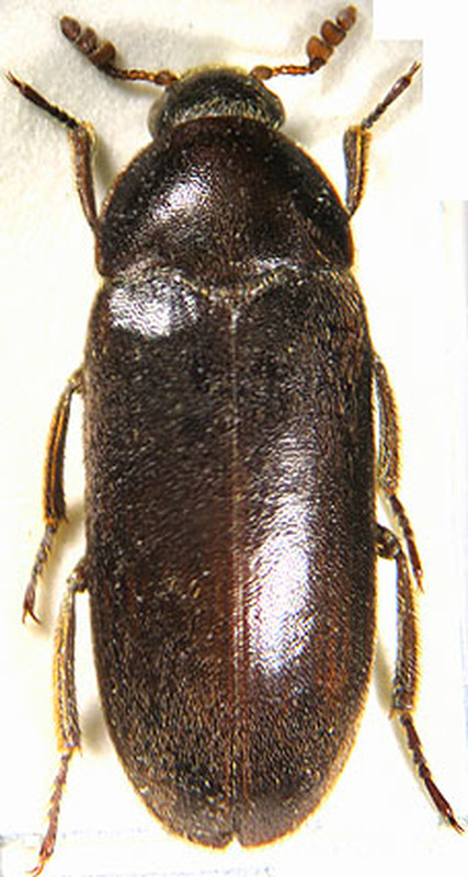 Dermestes haemorrhoidalis - pillásszélű porva