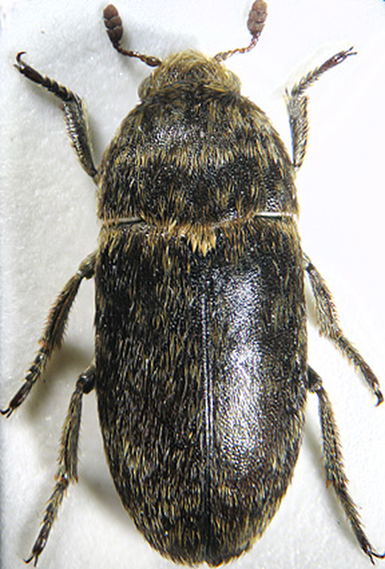 Dermestes intermedius - pontusi porva