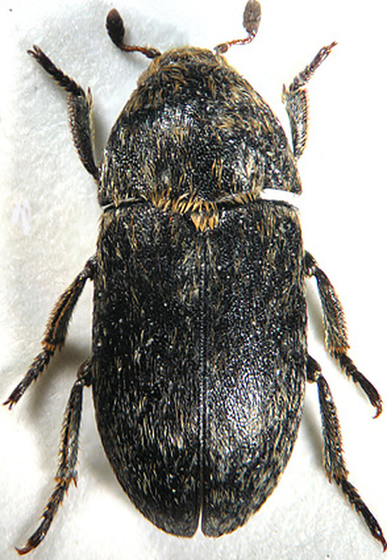 Dermestes kaszabi - Kaszab-porva