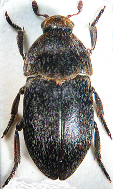 Dermestes laniarius - gyászos porva Dermestes laniarius - gyászos porva