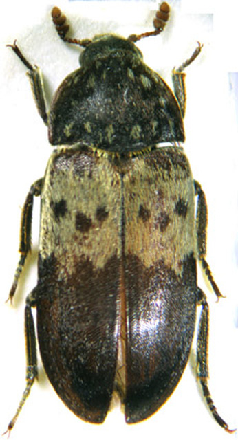 Dermestes lardarius - szalonnaporva Dermestes lardarius - szalonnaporva