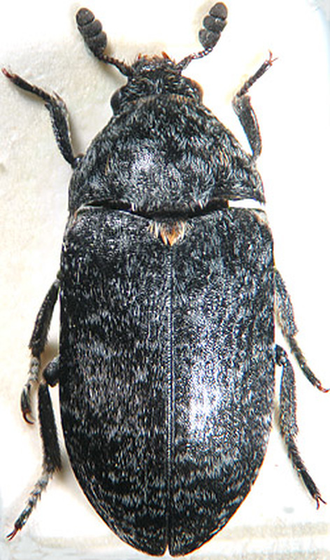 Dermestes murinus - egérszínű porva
