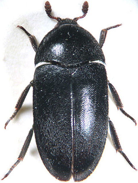 Dermestes olivieri - rőtszőrű porva Dermestes olivieri - rőtszőrű porva