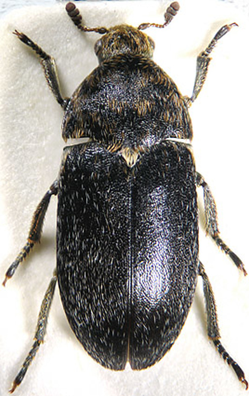 Dermestes szekessyi - Székessy-porva