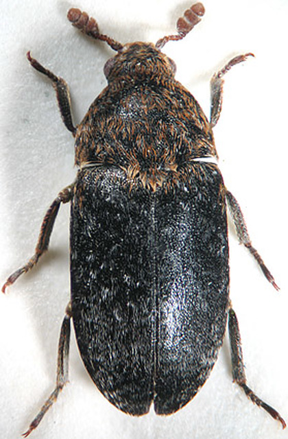 Dermestes undulatus - márványos porva Dermestes undulatus - márványos porva