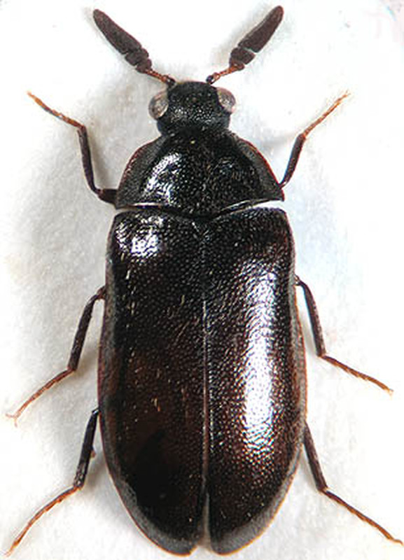 Globicornis corticalis - barnás kéregporva