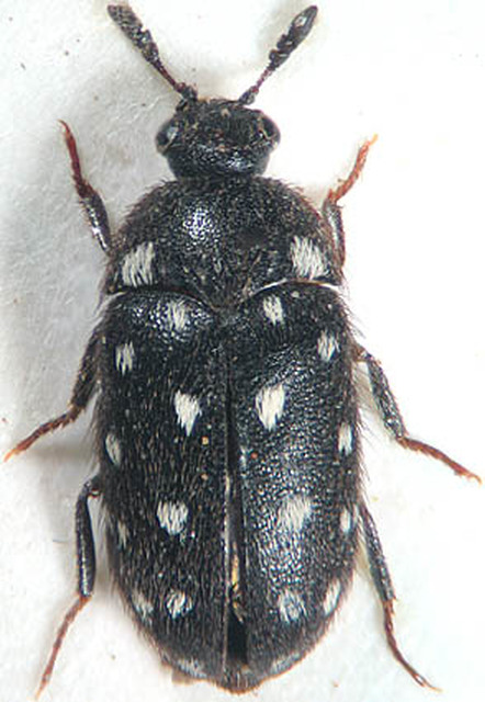 Lanorus punctatus - sokpettyes szűcsbogár