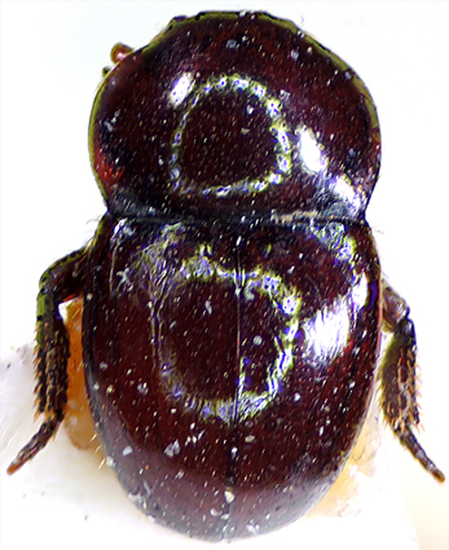 Thorictus grandicollis hungaricus