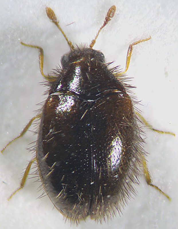 Trinodes hirtus - közönséges szőrösporva