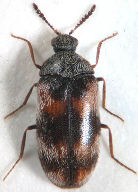 Trogoderma angustum