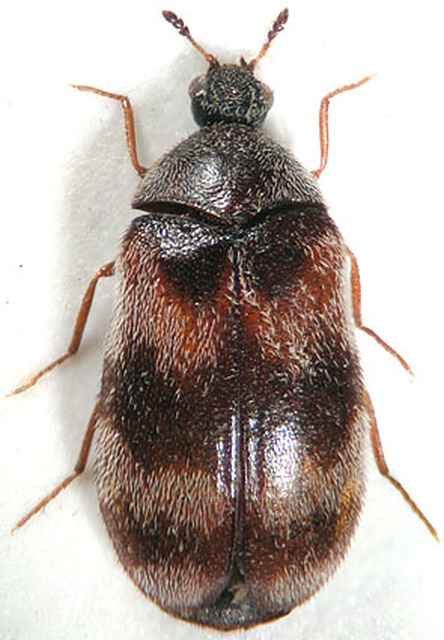 Trogoderma angustum