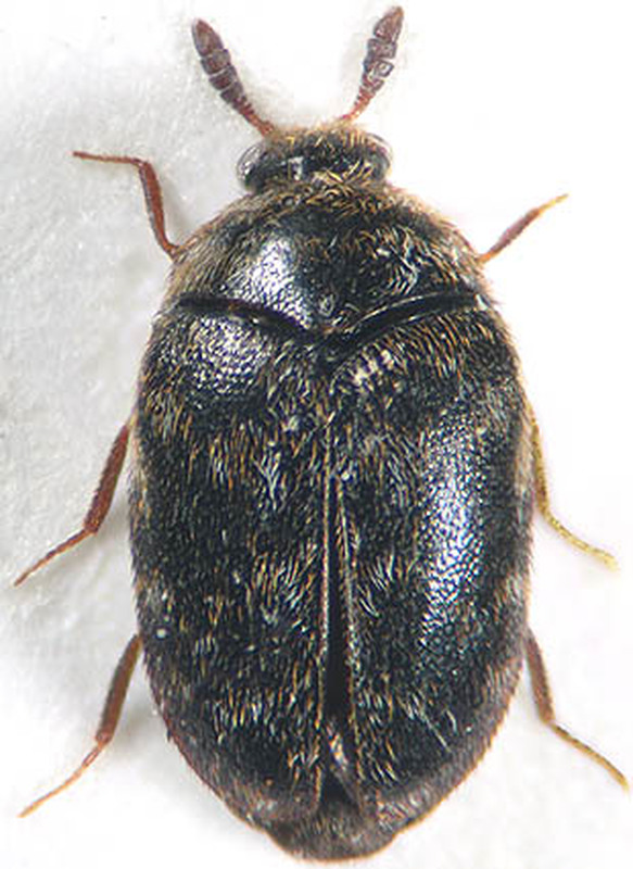 Trogoderma glabrum - fekete gabonaporva