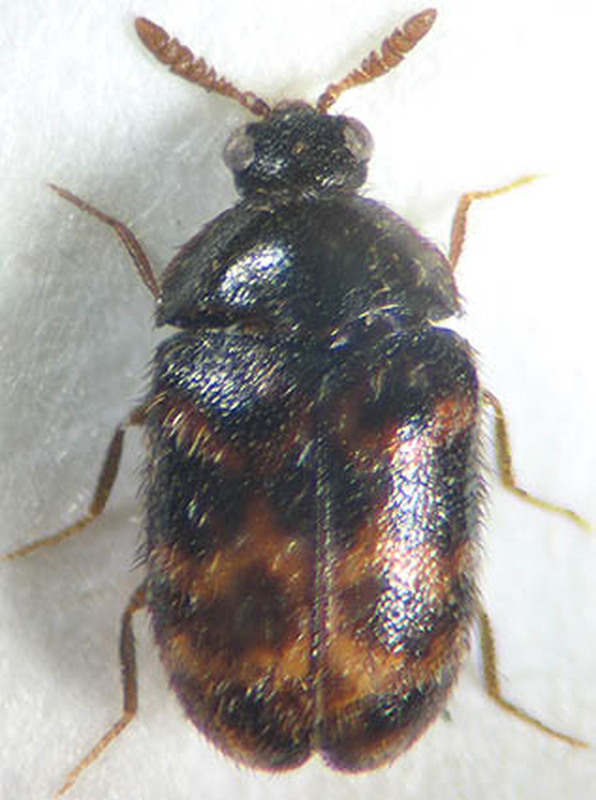 Trogoderma inclusum - sárgacsápú gabonaporva