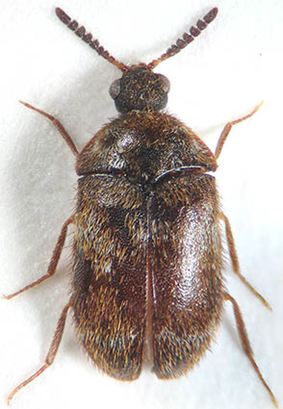 Trogoderma quinquefasciatum - háromszalagos gabonaporva