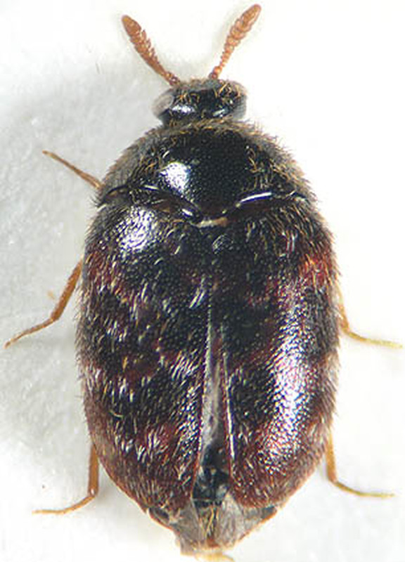 Trogoderma versicolor - tarka gabonaporva
