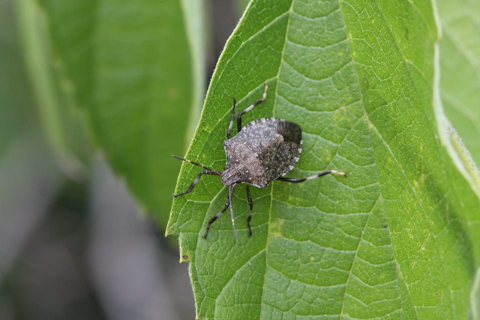 Halyomorpha halys - ázsiai márványospoloska