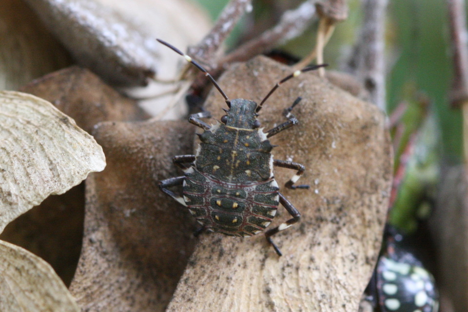 Halyomorpha halys - ázsiai márványospoloska