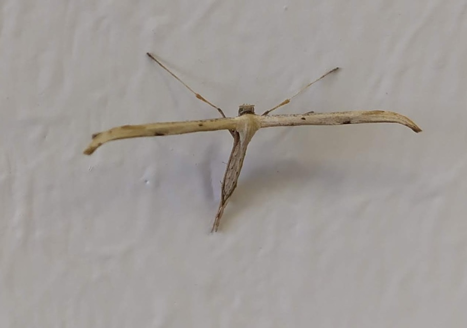 Pterophoridae - tollasmolyfélék