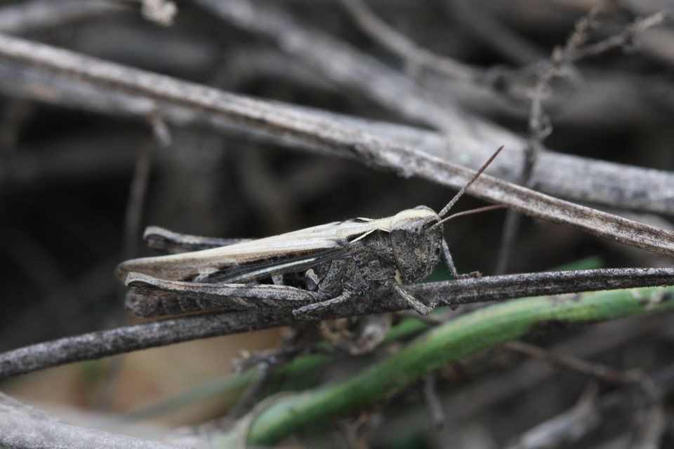 Chorthippus (Glyptobothrus) (subgenus)