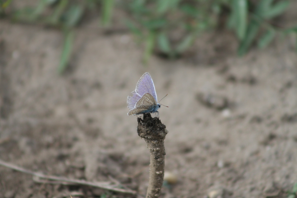 Polyommatus icarus - közönséges boglárka
