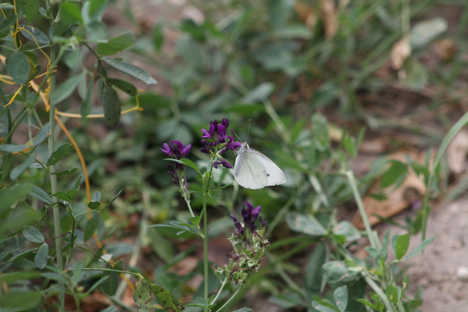 Pieris rapae - répalepke