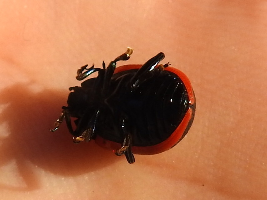 Chrysolina