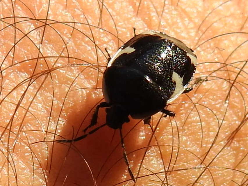 Tritomegas sexmaculatus - hatfoltos földipoloska