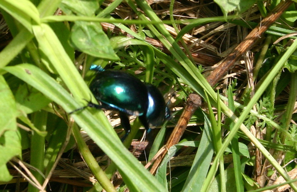 Trypocopris vernalis - tavaszi álganéjtúró