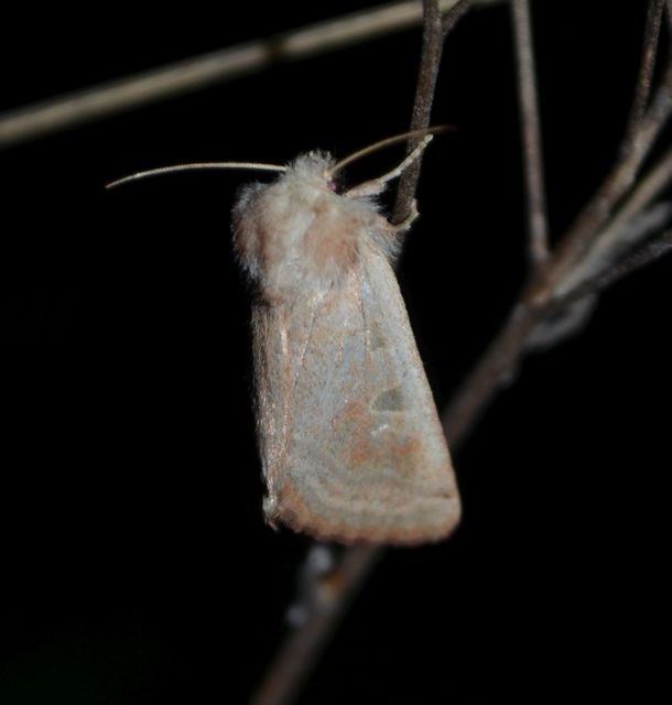 Episema tersa - hármasjegyű liliombagoly