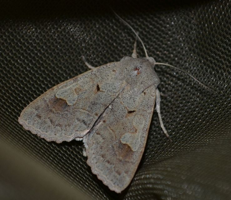 Ammoconia caecimacula - szürke őszibagoly