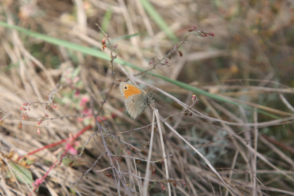 Coenonympha pamphilus - kis szénalepke