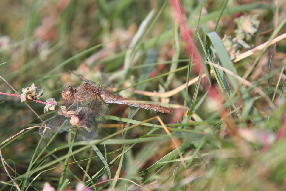 Sympetrum meridionale - fakó katona-szitakötő
