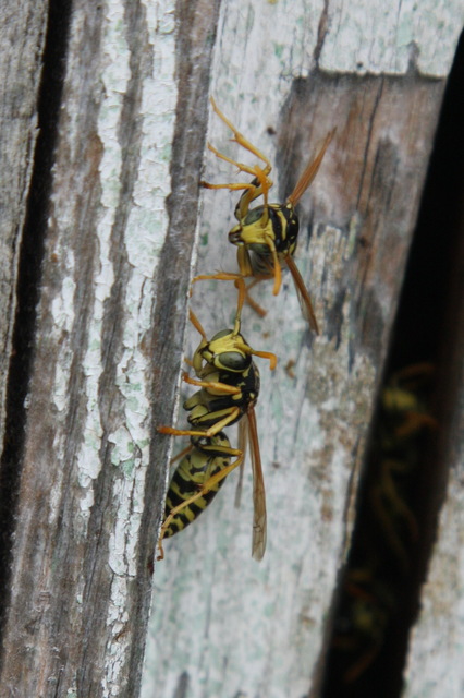Polistes - papírdarazsak