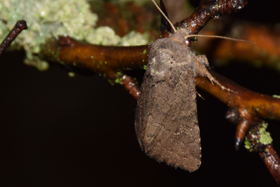 Aporophyla lutulenta - sziki őszibagoly