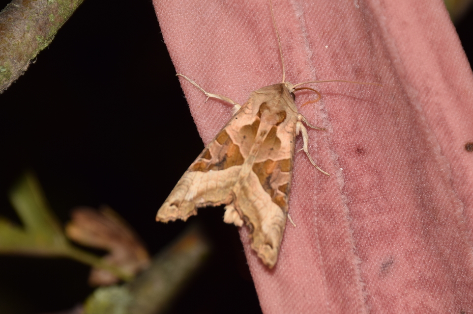 Phlogophora meticulosa - vándorló csipkésbagoly
