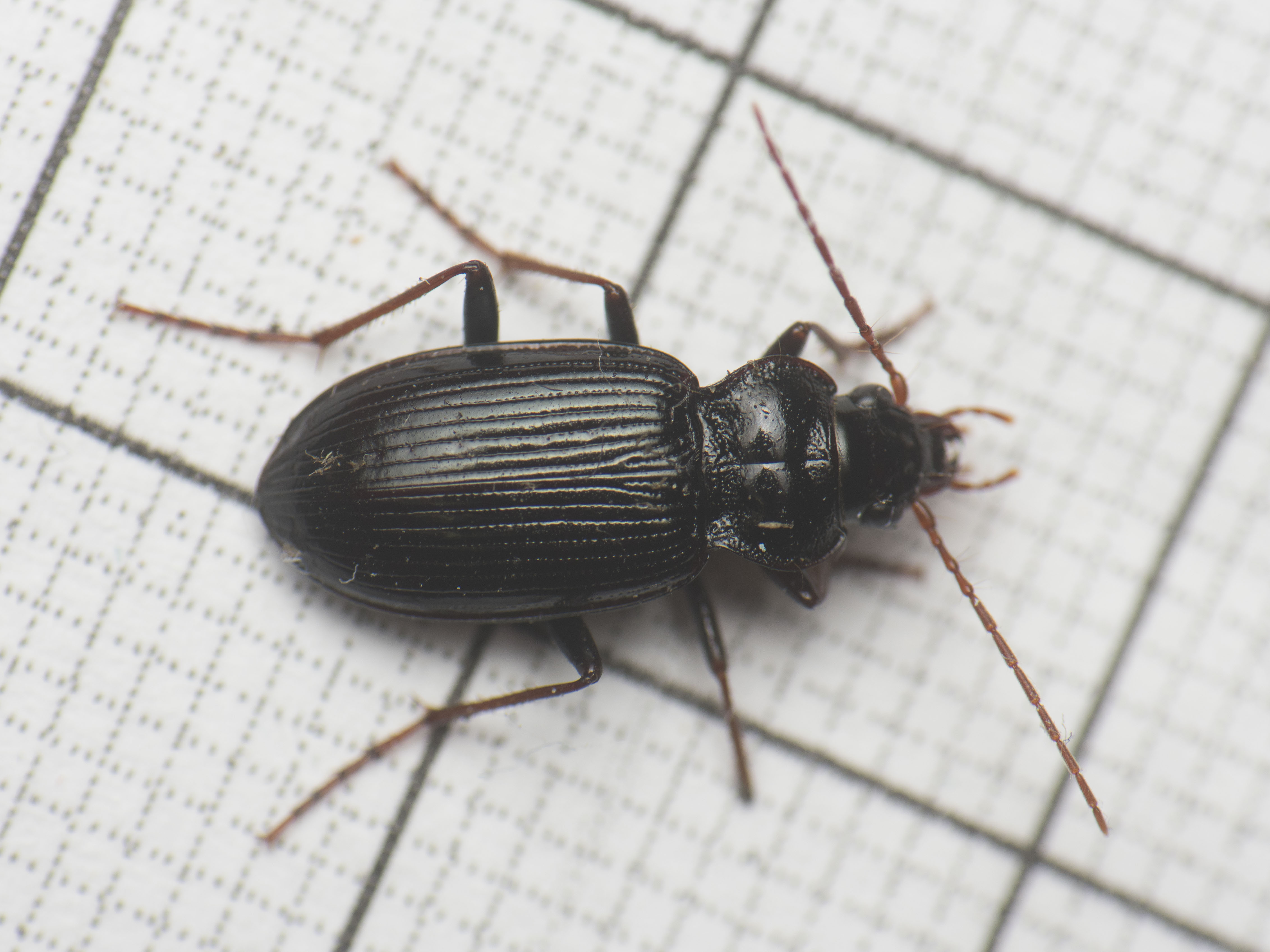 Nebria brevicollis - rövidnyakú partfutó