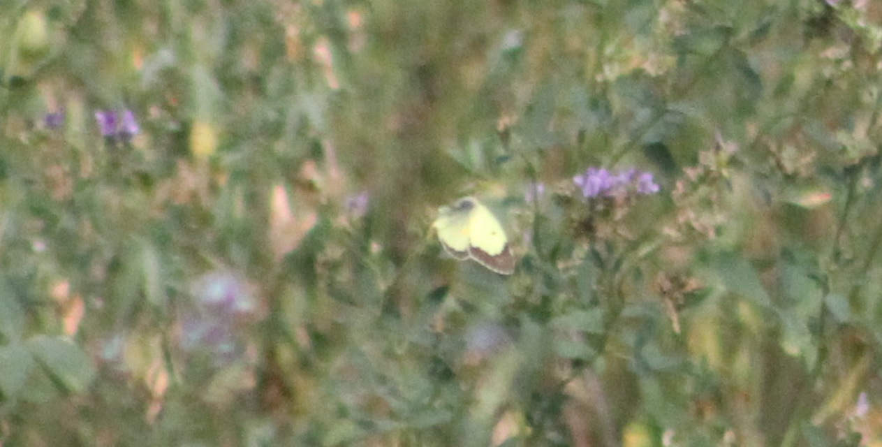 Colias erate - csángó-kéneslepke