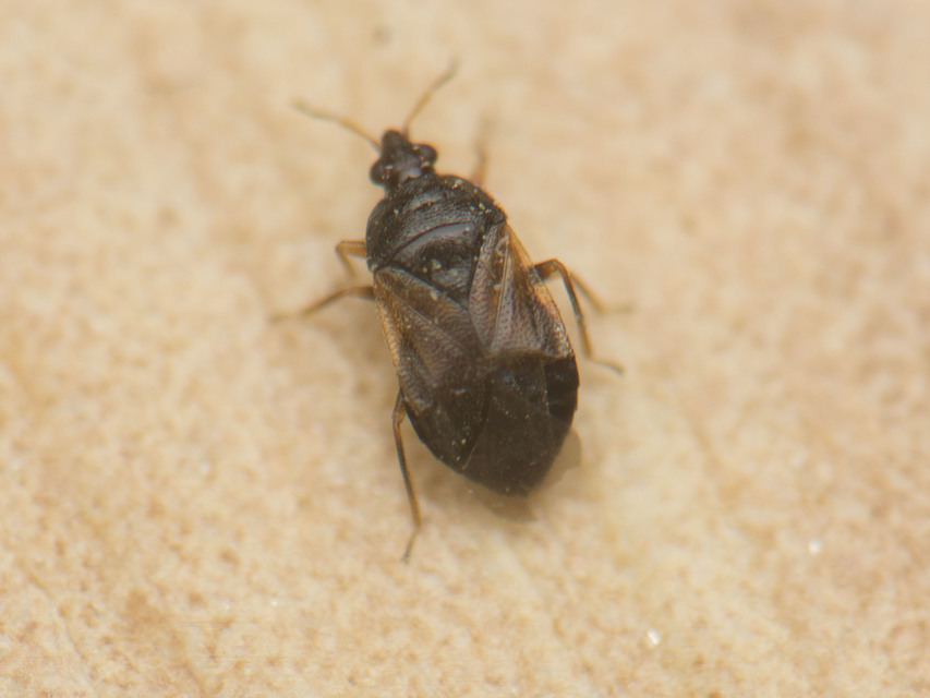 Anthocoridae - virágpoloskák Anthocoridae - virágpoloskák