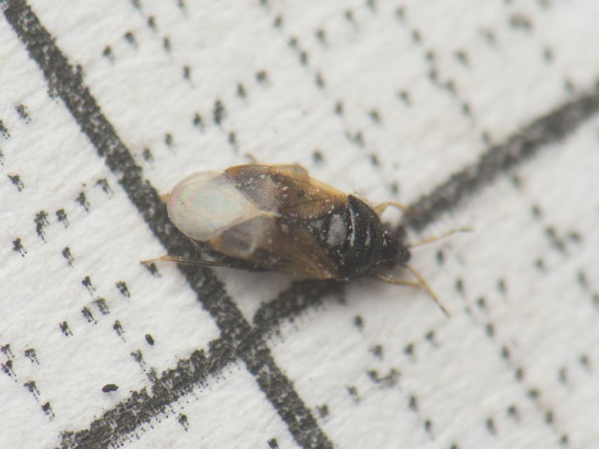 Anthocoridae - virágpoloskák Anthocoridae - virágpoloskák