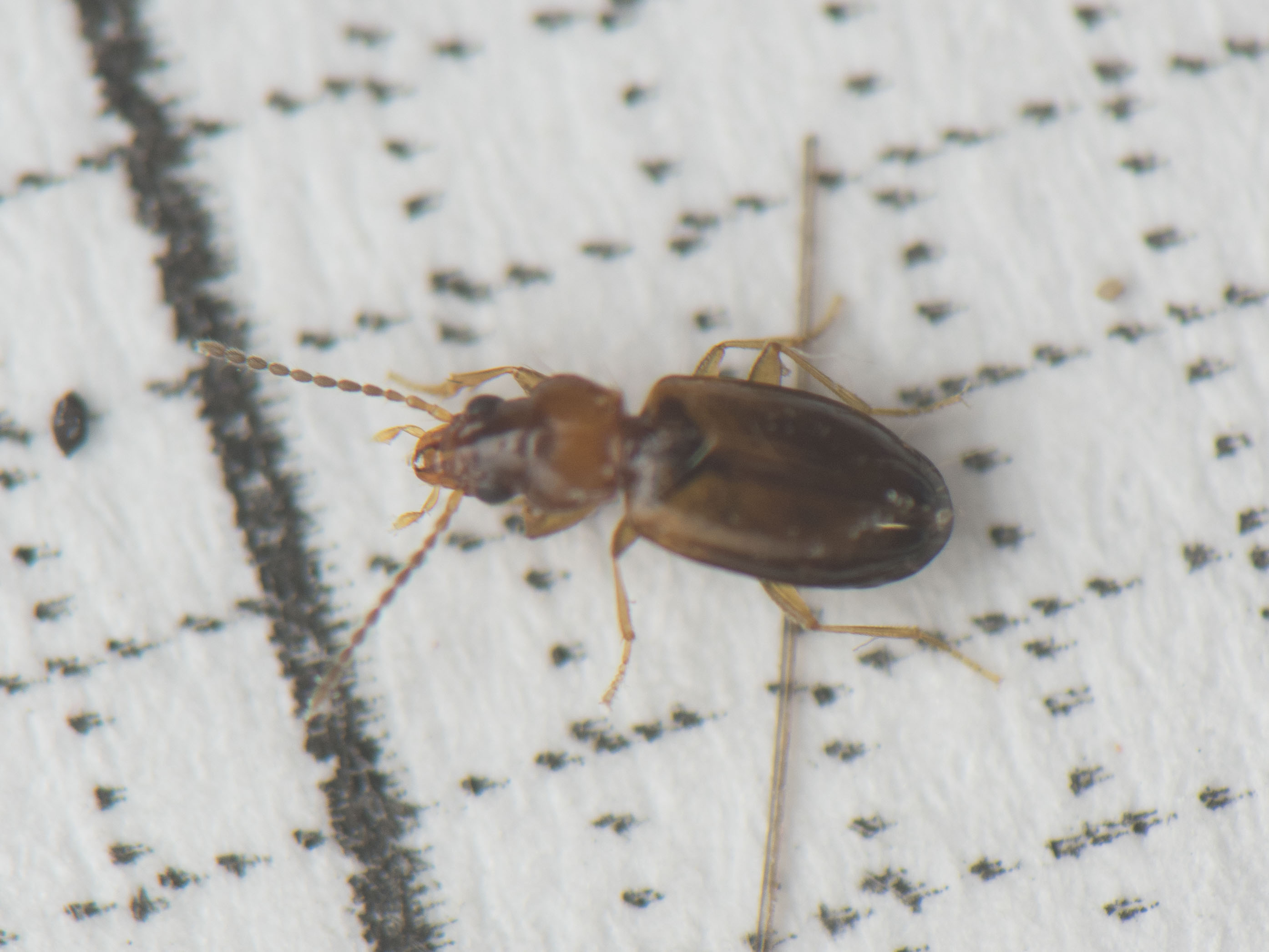 Tachys turkestanicus - keleti martfutó