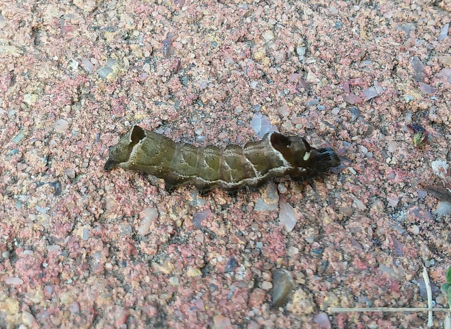 Abrostola triplasia - közönséges csalánbagoly
