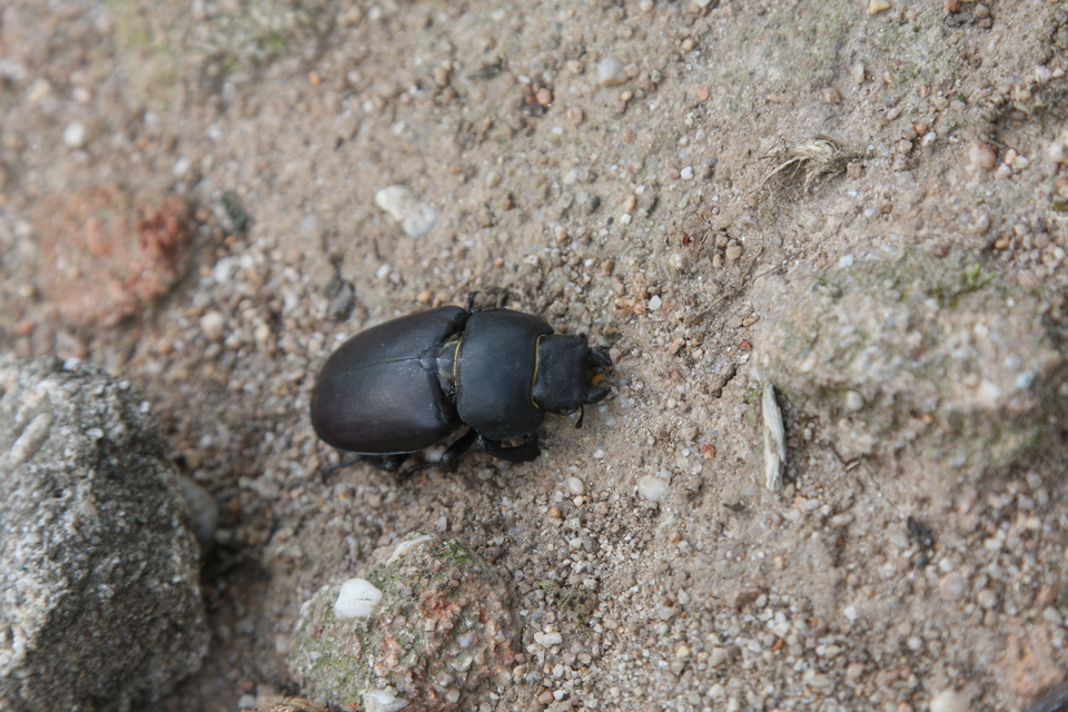 Lucanus cervus - nagy szarvasbogár