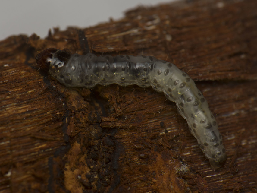 Morophaga choragella - közönséges óriásmoly