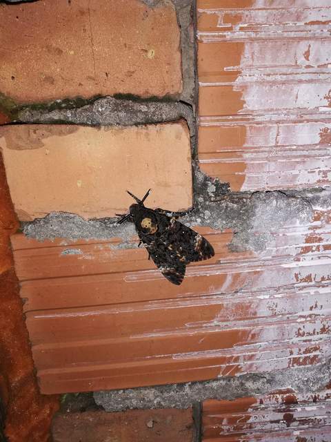 Acherontia atropos - halálfejes lepke