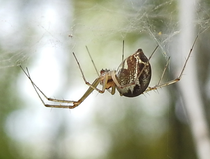 Linyphia triangularis - háromszöges vitorláspók