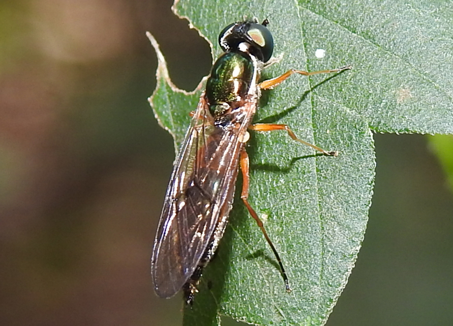 Sargus bipunctatus - kétpettyes fémeslégy