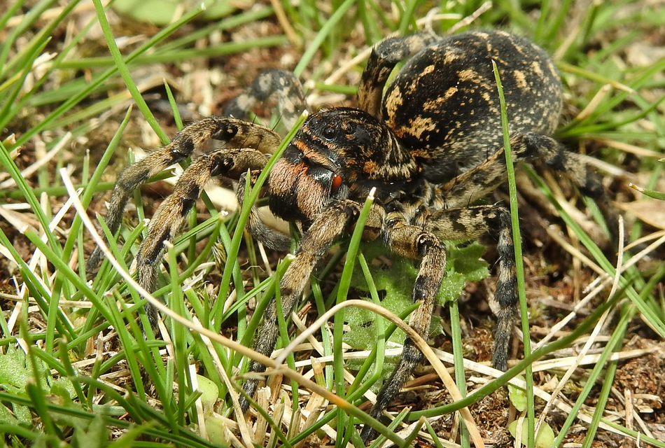 Geolycosa vultuosa - pokoli cselőpók