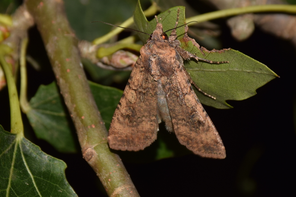 Peridroma saucia - vándor földibagoly